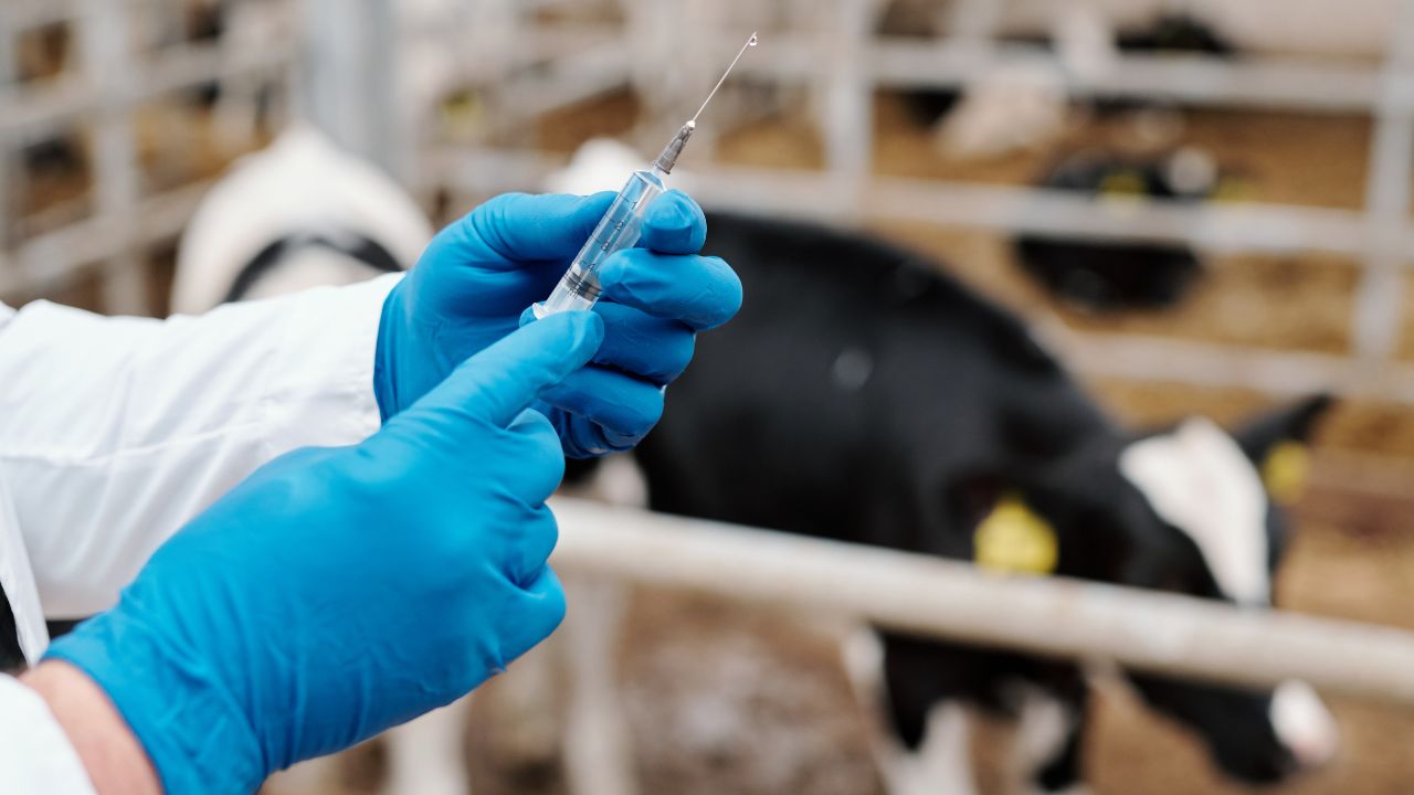 Produtor Rural deve vacinar e declarar vacinação de rebanhos contra a raiva em Minas Gerais